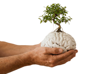 Hands holding human brain model with growing tree symbolizing mental health and growth
