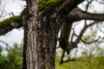 Fototapeta premium tree in the forest