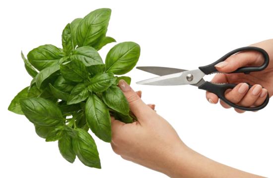 Female hands cutting fresh green basil leaves with scissors isolated on white