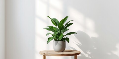 A light bed with a folding table holding red wine glasses, blue cheese, camembert, brie, jamon, and ciabatta, ideal for intimate gatherings