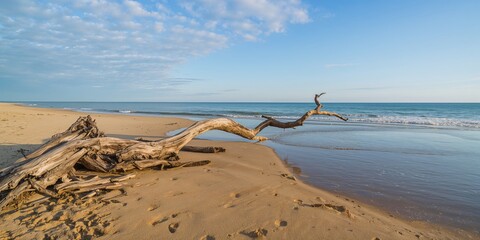 Large crocodile skull resting on the ground, emphasizing fossil preservation and erosion risk