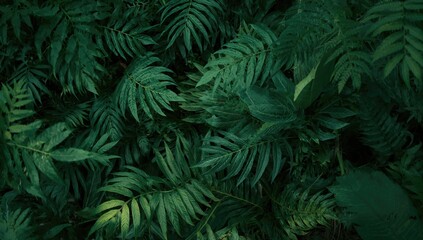 Fototapeta premium Close up of textured leaves forming an abstract background for design layouts, nature texture focus
