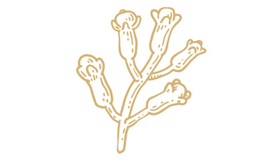 Botanical illustration of a clove plant branch with buds, a simple outline drawing of dried spice herbs