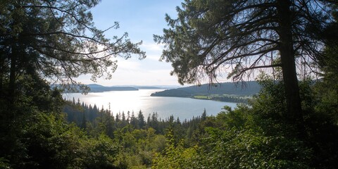 Dog walking through a leaf-covered forest floor, emphasizing autumn seasonality and natural terrain