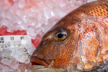 close up of a fish at the market