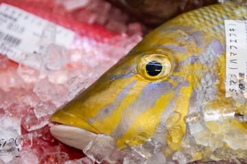 close up of a fish at the market