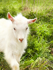 Obraz premium White baby goat kid grazing in green field