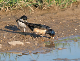 Barn swallow and Western house martin collecting clay and mud for nest
