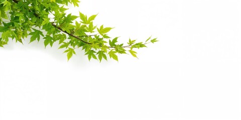 Thai sweet basil herb plant used in culinary dishes, emphasizing fresh herbs for flavor enhancement