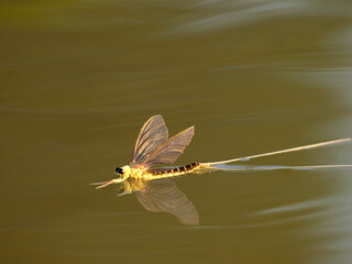 Mayfly