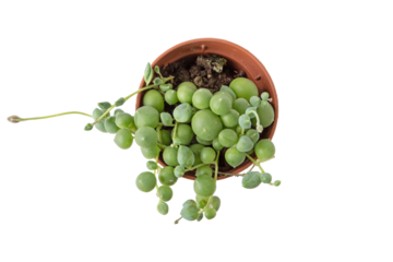 Curio rowleyanus string-of-pearls plant in brown pot top view isolated transparent png