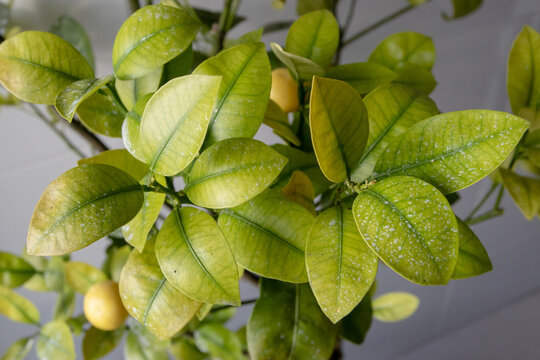 Calamondin citrus leaves with chlorosis close-up