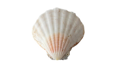 White scallop sea shell isolated transparent png