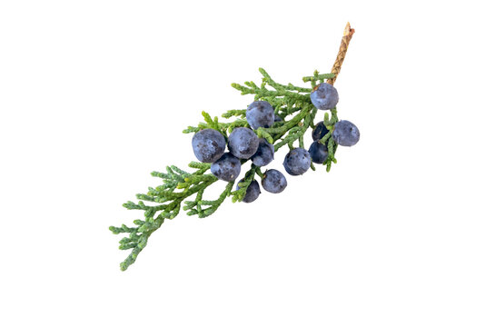 Juniper branch with blue berries isolated transparent png