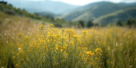 Dutch Tulip fields with a windmill in the background, seasonal bloom as a landscape feature