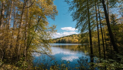 Fototapeta premium Vertical view of a forest showcasing trees with vibrant yellow and green foliage, highlighting seasonal change,
