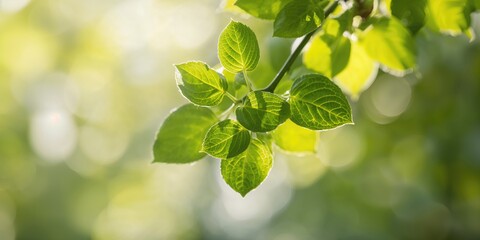 Indoor photography with a neutral backdrop used as a background for text and layout, emphasizing simplicity and clarity