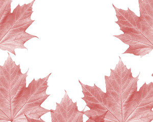Stylized red maple leaf pattern, nature-inspired graphic design isolated on transparent background
