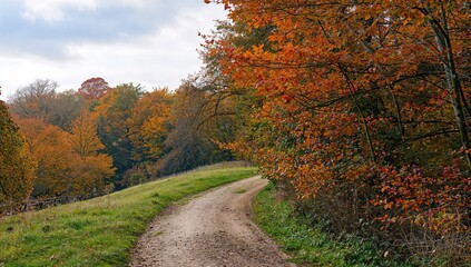 Naklejka premium Firebreak Vista in Philipshill Wood, emphasizing natural landscape preservation