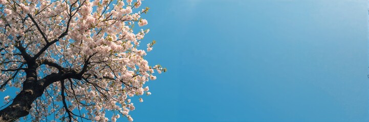 Cherry blossom branches in full bloom under a clear blue sky, emphasizing seasonal beauty and floral abundance