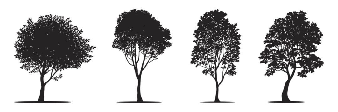 American beech trees, conceptual black silhouette vector symbolizing natural beauty, strength, endurance, ecological responsibility, environmental protection, forest conservation, and creative nature - Powered by Adobe