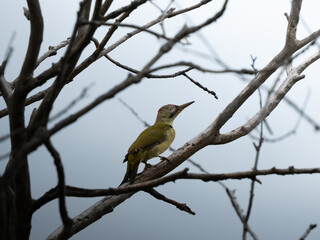 Obraz premium Green woodpecker (Picus viridis)