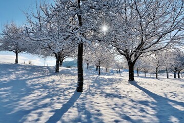 Verschneite Obstb&auml;ume im Sonnenlicht