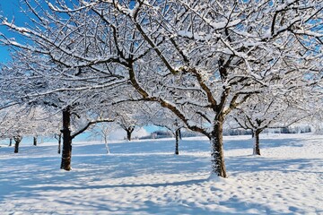 Verschneite Obstb&auml;ume 