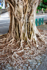 tree roots and tree trunk