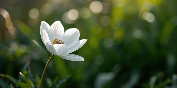 Young Asian gay couple walking on the beach at sunset holding a rainbow flag, celebrating Pride Month, LGBTQ rights - Powered by Adobe