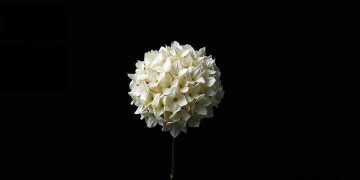 Shark swimming in an aquarium tank, emphasizing safety protocols in marine exhibits, World Aquarium Day