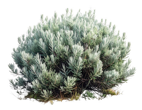 Dense Sagebrush Bush with Fine Leaf Texture, Front-Facing Natural Shape, Transparent PNG