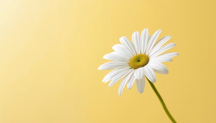 White African daisy flower on yellow background, suitable for floral pattern design, Earth Day