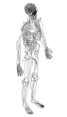 Detailed black and white drawing of a human skeleton with an emphasis on the circulatory system. The intricate lines realistically depict veins and arteries throughout the body on a clean white.
