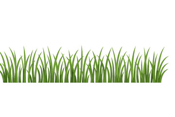 Fototapeta premium Seamless horizontal border of fresh green grass blades isolated on a white background