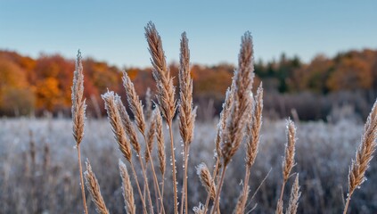 Frost-kissed wheat spikes adorned with dew, seasonal change, autumn