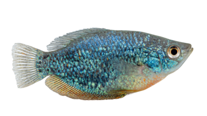 A vibrant pink coral formation artfully shaped like a heart against a stark black background symbolizing love and the ocean s beauty