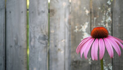 Close-up of a pink echinacea flower in full bloom against a rustic wooden fence, emphasizing natural garden aesthetics