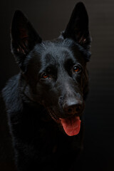 Black German Shepherd on black background