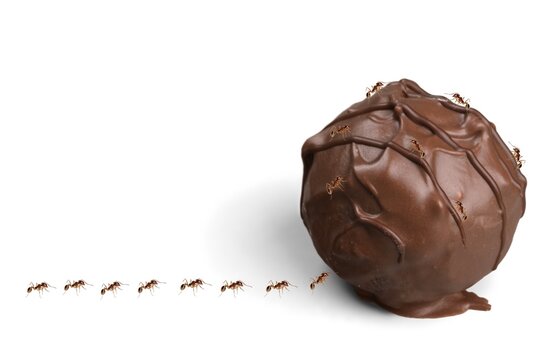 A chocolate truffle with a smooth exterior, accompanied by ants crawling nearby, presenting a humorous and unexpected take on a delicious treat