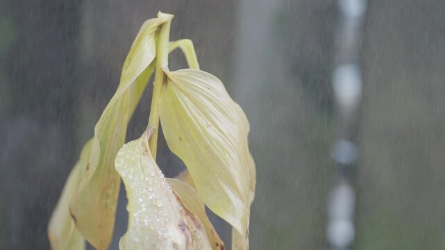 Withered leaf in gentle rain showing decay and transition mood