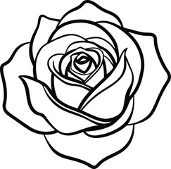 A beautiful white rose flower blossom, isolated on a black background, perfect for a vector floral design illustrating romance and beauty