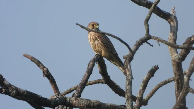 Hawk eagle sitting on tree for hunt .