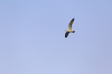 Black-tailed Gull (Larus crassirostris) flying in the sky over Japan.