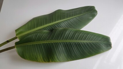 green leaf on a black background
