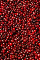 Detailed view of a large pile of glossy, fresh red cranberries, showing their vibrant color and natural texture