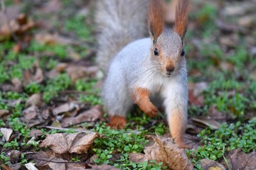 Red ears squirrel in the park on the ground among the fallen leaves