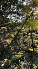 木漏れ日の中に咲くヤツデの花と初冬の森の風景