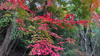 紅く色づいたモミジの葉と静かな森の秋景色