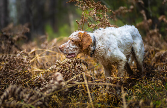 Hunting dog. Hound. Pointing dog. English setter. Hunting for a woodcock with the English setter. The dog faces a bird. Real hunt	